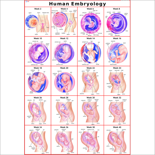 Human Embryology (Early Stage) Chart