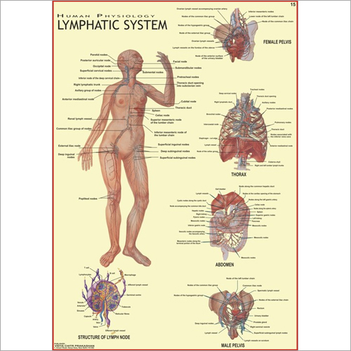 Lymphatic System Chart