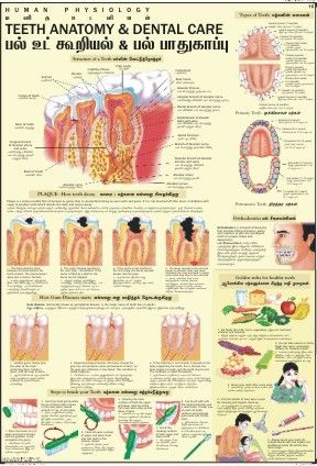 Teeth & Dental Care Chart Dimensions: 70 X 100 Centimeter (Cm)