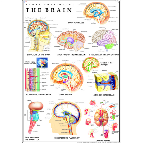Brain Chart
