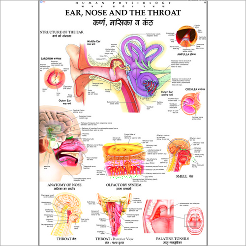 Ear, Nose & Throat Chart