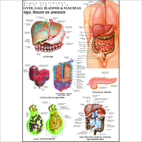 Liver, Gall Bladder & Pancreas Chart Dimensions: 70 X 100  Centimeter (Cm)