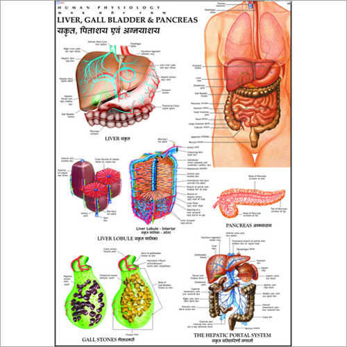 Liver, Gall Bladder & Pancreas Chart