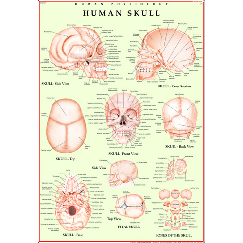 Human Skull Chart