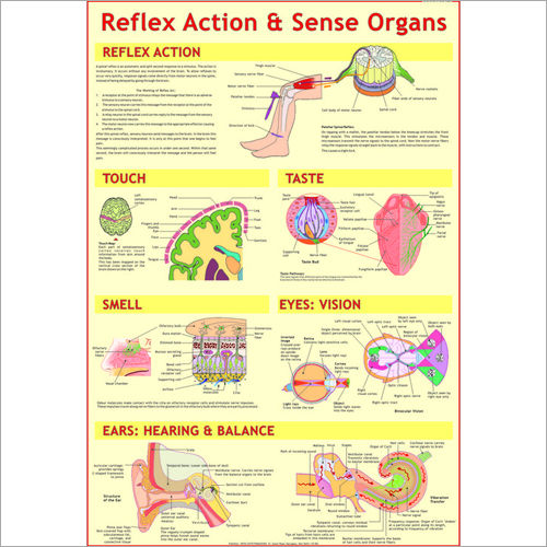 Sense Organs & Reflex Action Chart