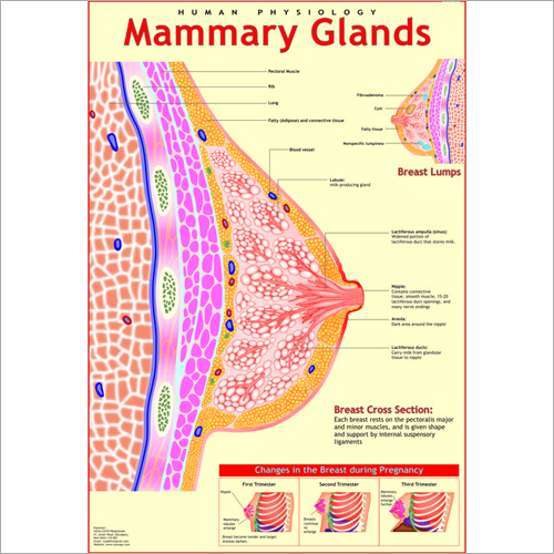 Mammary Glands Chart