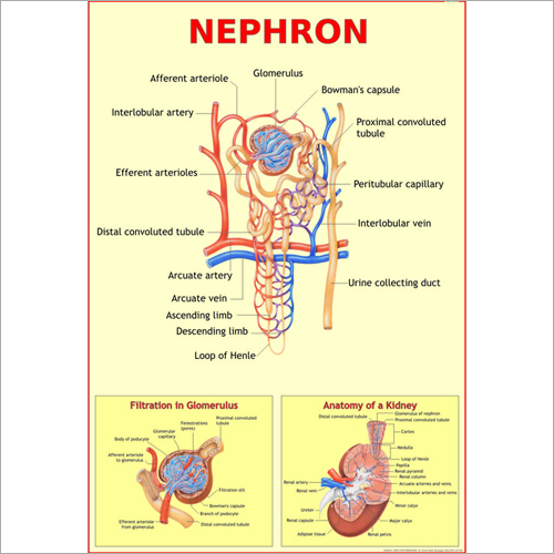 Nephron Chart