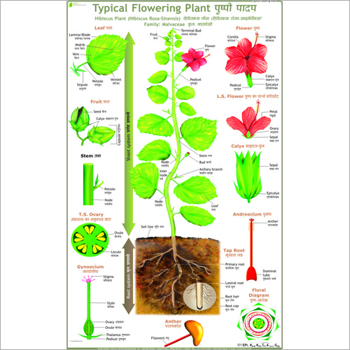 Typical Plant (Parts Of Flowering Plant) Chart