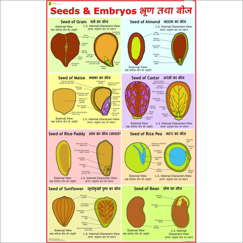 Seeds & Embryos Chart