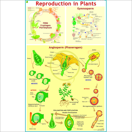 Reproduction In Plants Chart
