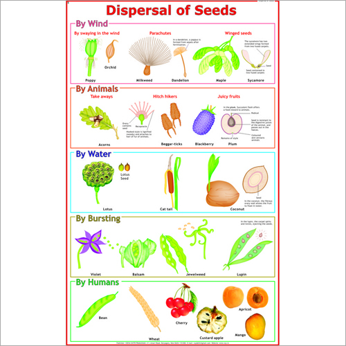 Dispersal Of Fruits & Seeds Chart Dimensions: 70 X 100  Centimeter (Cm)