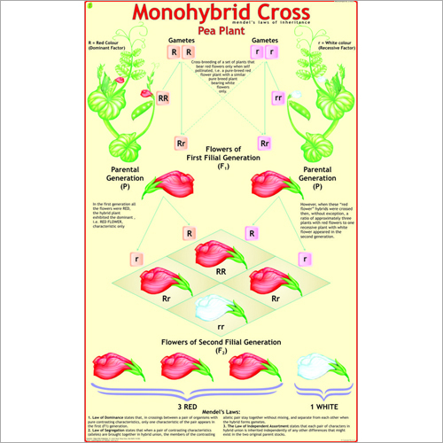 Monohybrid Cross Chart