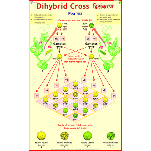 Dihybrid Cross Chart