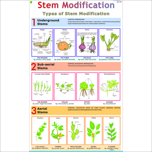 Stem Modification Chart