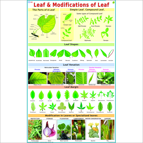 Leaves & Modifications of Leafs Chart