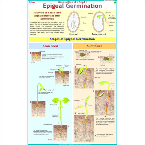 Epigeal Germination(Been Seed & Sunflower) Chart Dimensions: 70 X 100  Centimeter (Cm)