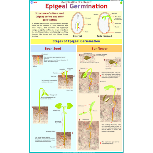 Epigeal Germination(Been Seed & Sunflower) Chart
