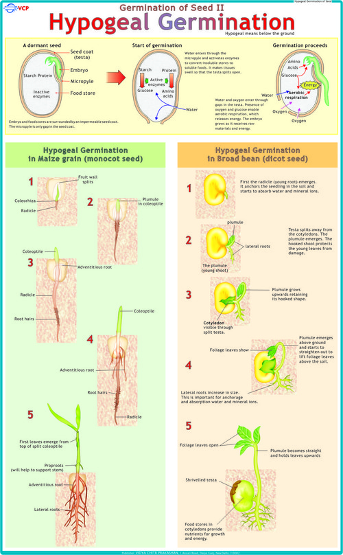 Hypogeal Germination Chart