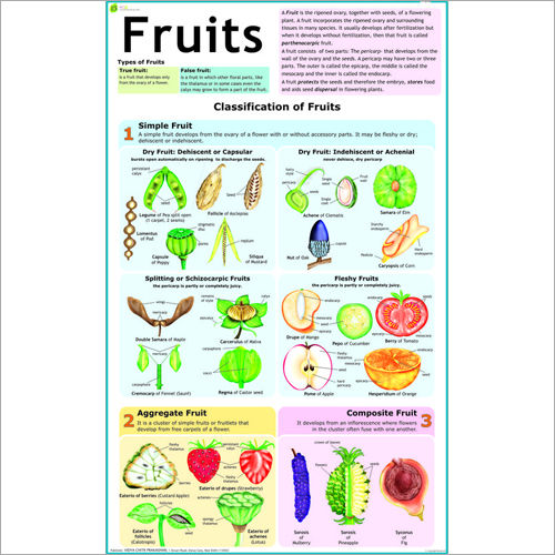 Fruits Chart Dimensions: 70 X 100 Centimeter (Cm)