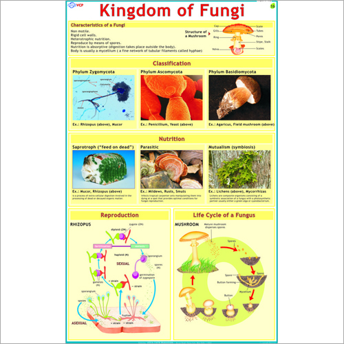 Types of Fungi Chart