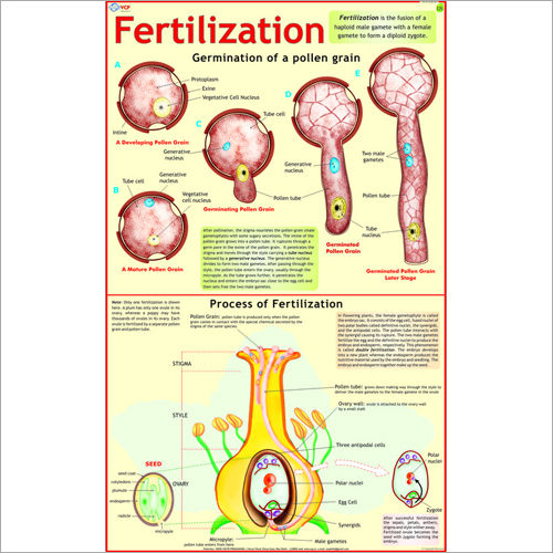 Fertilization Chart At Lowest Price In Delhi Manufacturer Supplier