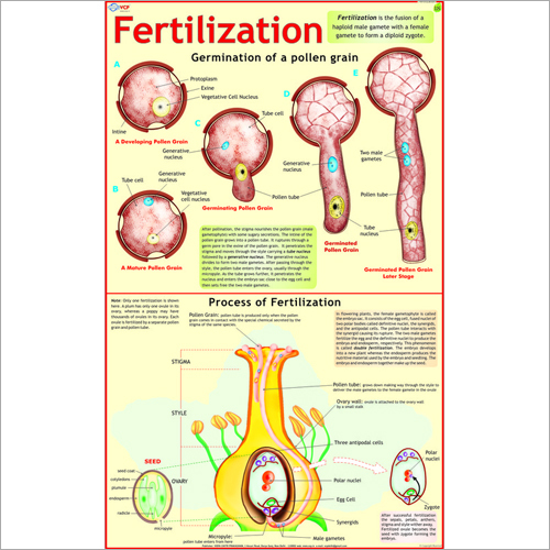 Fertilization Chart