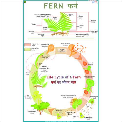 Life History of Fern Chart
