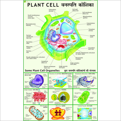 Plant Cell (Under electron Microscope) Chart