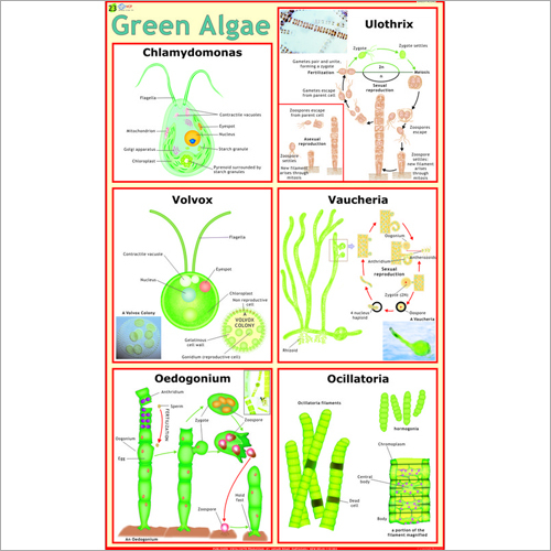 Green Algae Chart