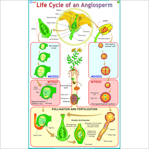 Life Cycle Of an Angiosperm Chart