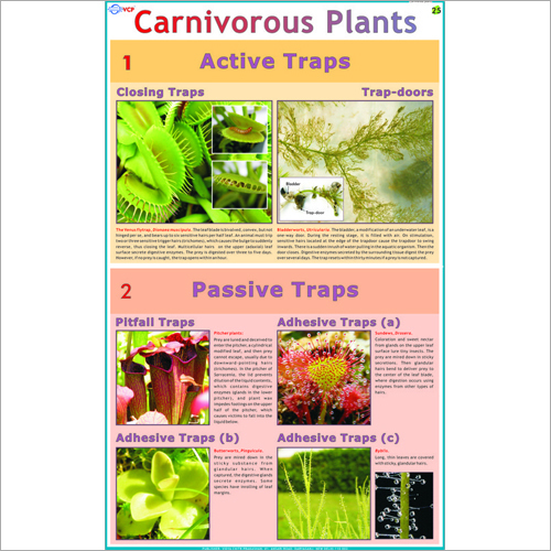 Carnivorous Plants Chart