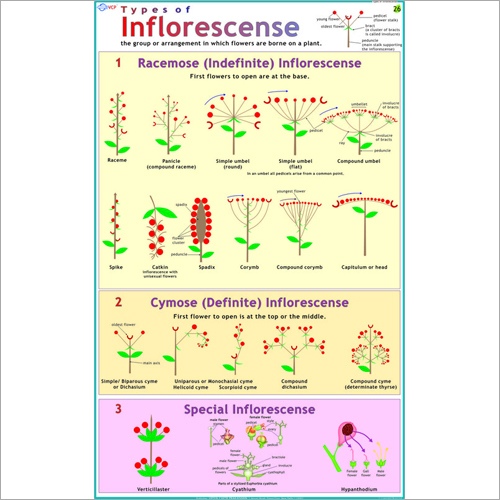 Types Of Inflorescence Chart Dimensions: 70 X 100 Centimeter (Cm)