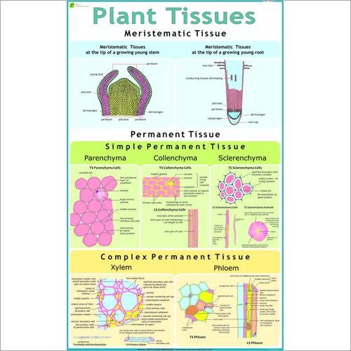 Plant Cell & Tissues Chart Dimensions: 70 X 100  Centimeter (Cm)