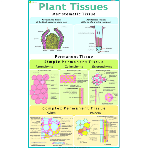 Plant Cell & Tissues Chart
