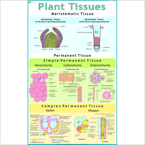 Plant tissues. Plant Tissue Types. Biology Tissue processing steps.