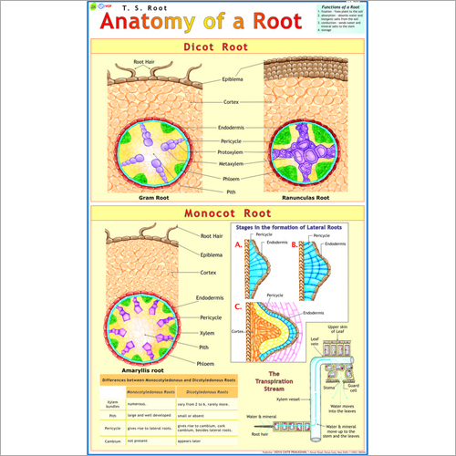 T.S. Root Chart