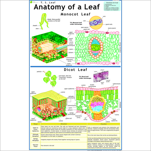 T.S. Leaf (Monocot & Dicot) Chart