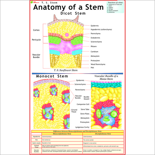 T.S. Stem Chart