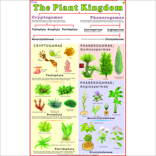 Classification Of Plant (Plant Kingdom) Chart