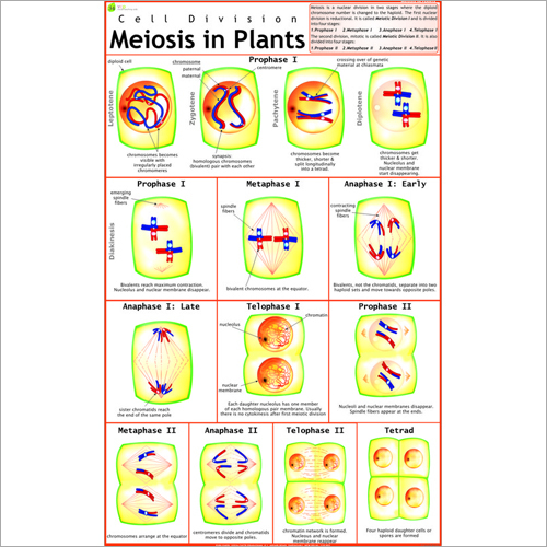 Meosis Chart