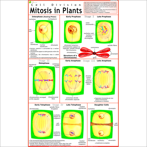 Mitosis Chart