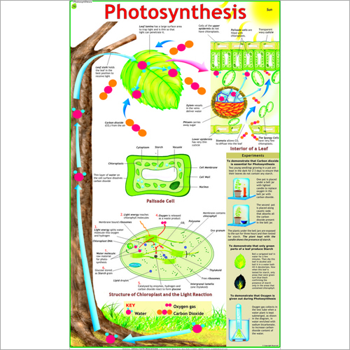 Photosynthesis Chart