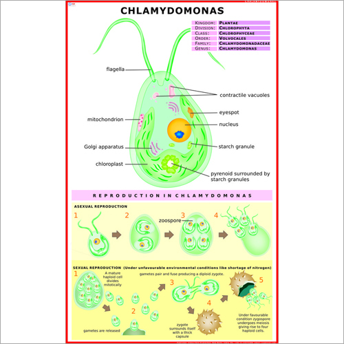 Chlamydomonas Chart