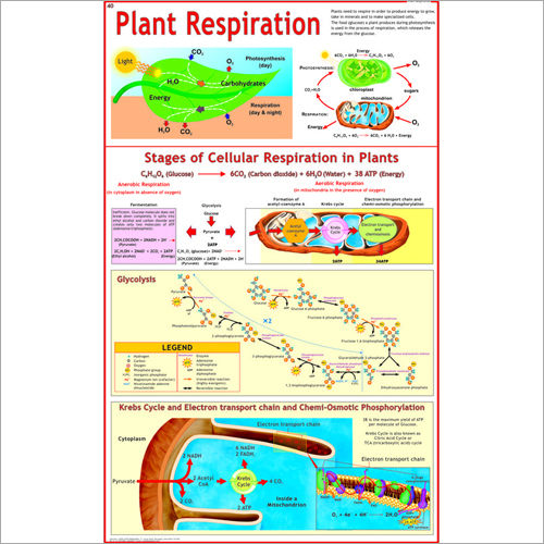 Plant Respiration (Glycolysis, Krebs Cycle) Chart