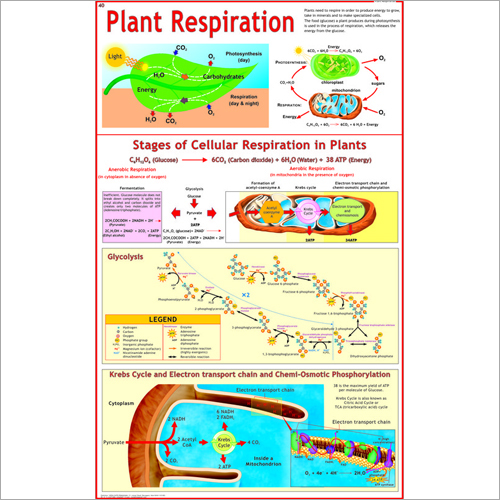 Plant Respiration (Glycolysis, Krebs Cycle) Chart