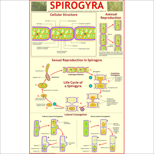 Spirogyra Chart