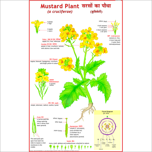 Mustard Plant (Cruciferae) Chart