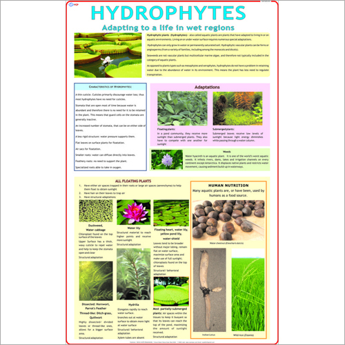 Hydrophytes Chart