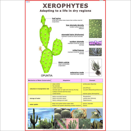 Xerophytes Chart