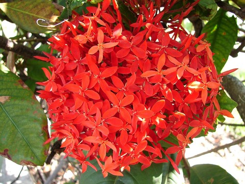 Gokarna Exora Flowers